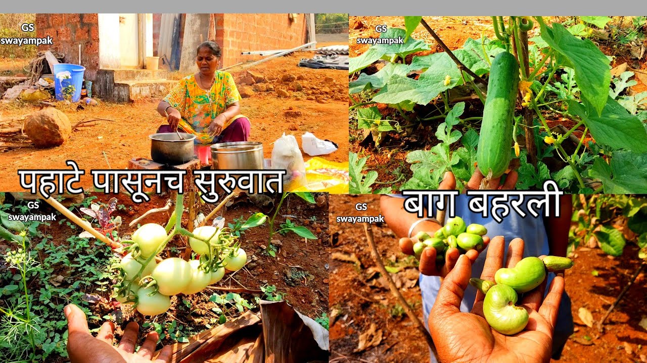 पहाटे  पासूनच सुरुवात केली 🛖😍 बागेतील  ताजा भाजीपाला#priyapawar #familyvlog #vegetableharvesting 