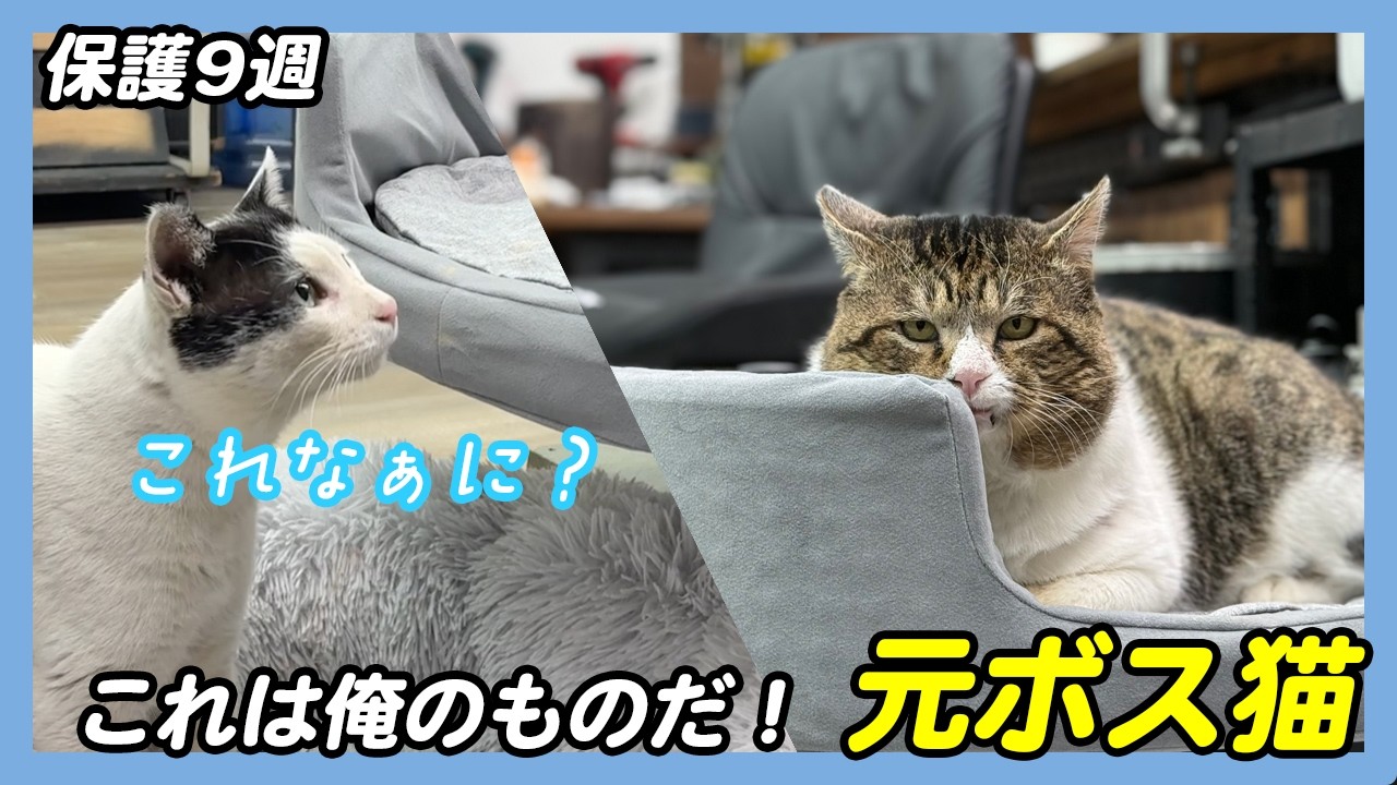 元ボス猫ボブ保護９週目