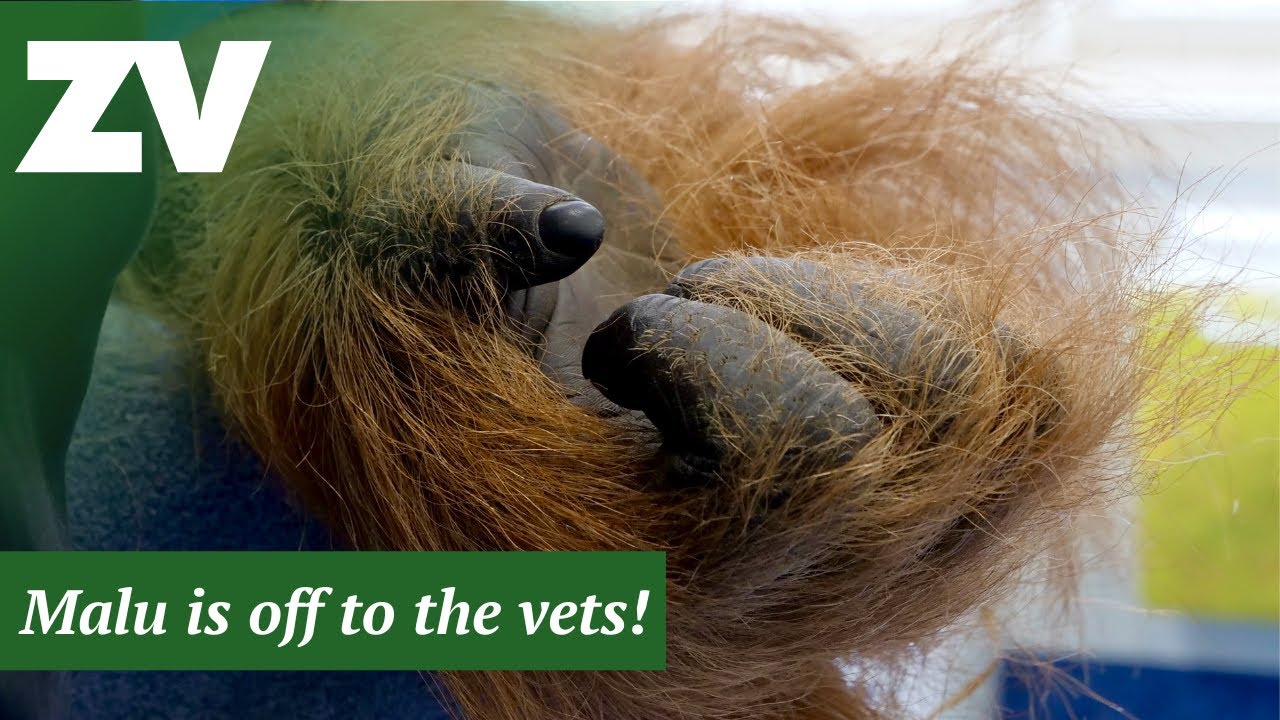 BIG Sumatran Orangutan, Malu, is off to the vets!