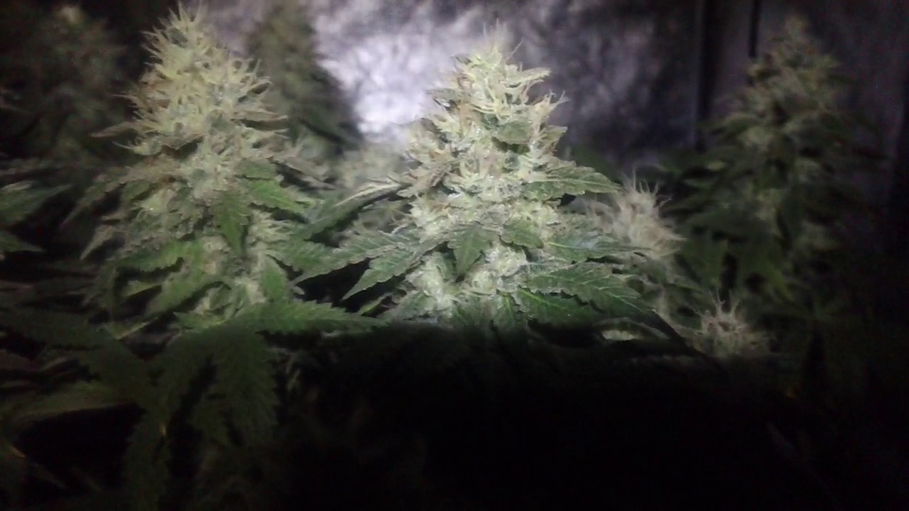 Black Widow x Blue Lemon Thai LIGHTS OFF Week 8 Flower
