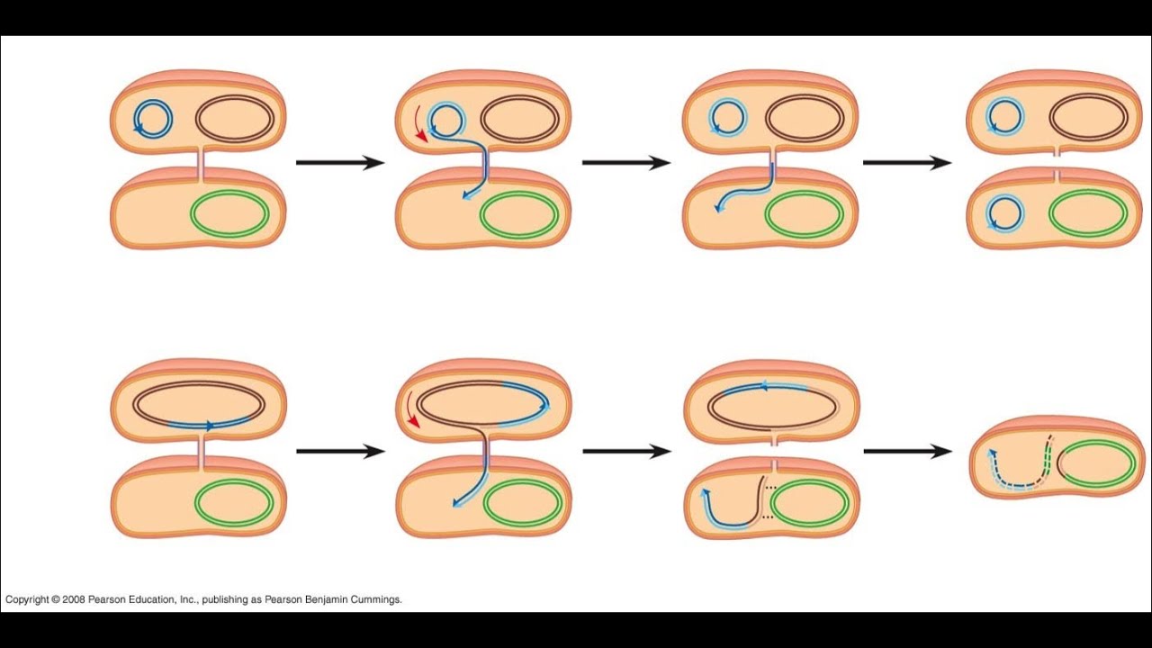 AP Biology R Plasmid Lecture