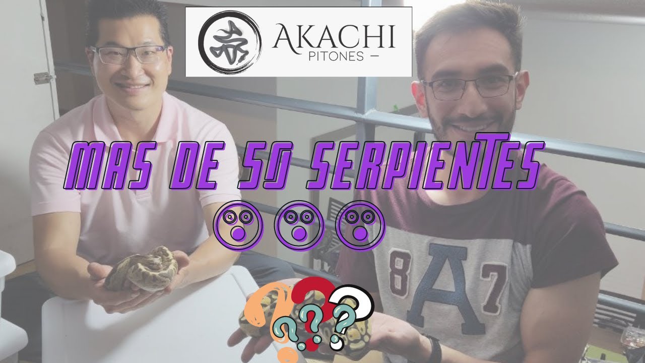 Esta Serpiente es la única en México😲🔥 Akachi Pitones, criador de Piton Regius en CDMX