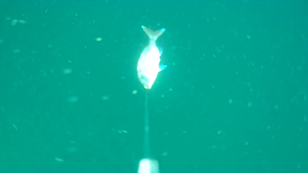 vues sous marine pêche au tenya goulet de Brest