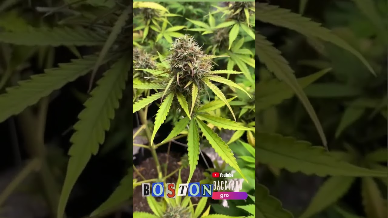 Dutch Passion Banana Blaze Autos Day 82 @autoflower #shorts #autoflower #howto