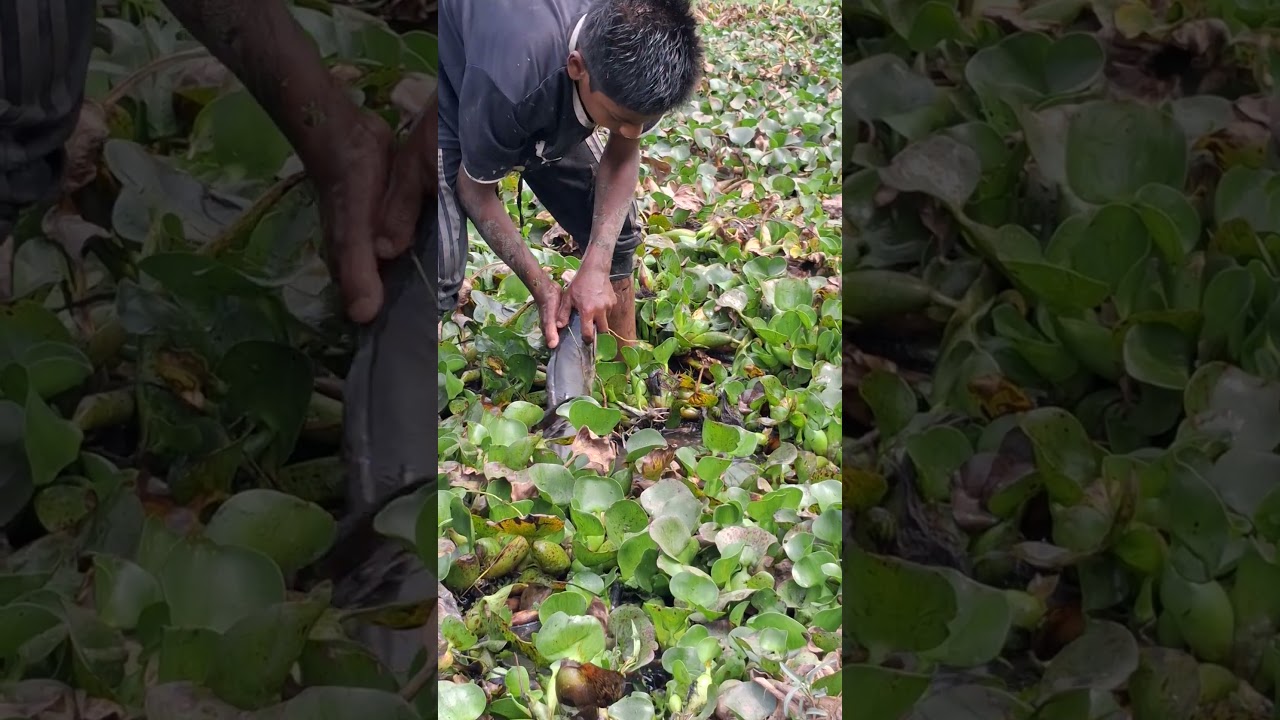Best Fishing Under The Water Hyacinth #shorts #fish#fishing2026