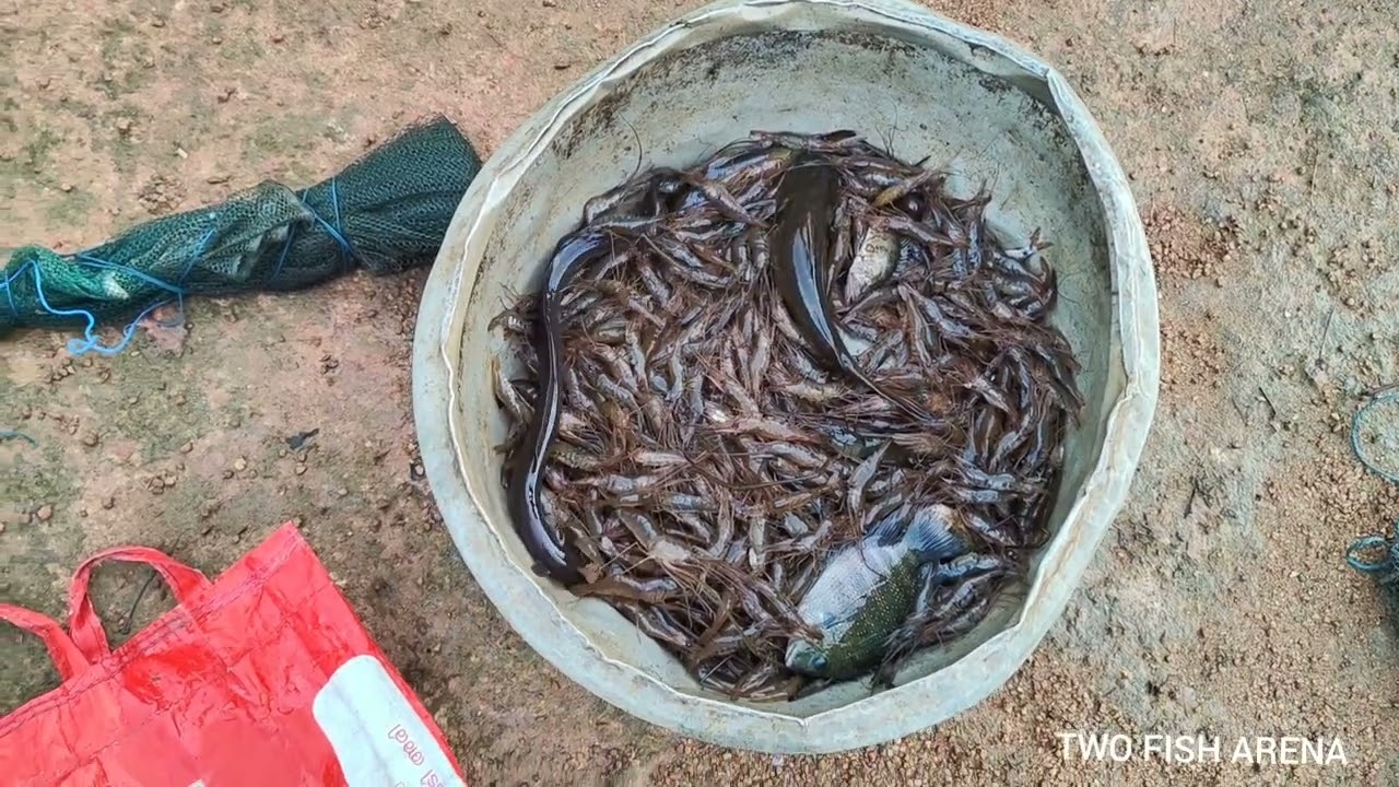FISHING VIDEOS - കരിമീൻ - ചെമ്മീൻ - പൊടി മീൻ 