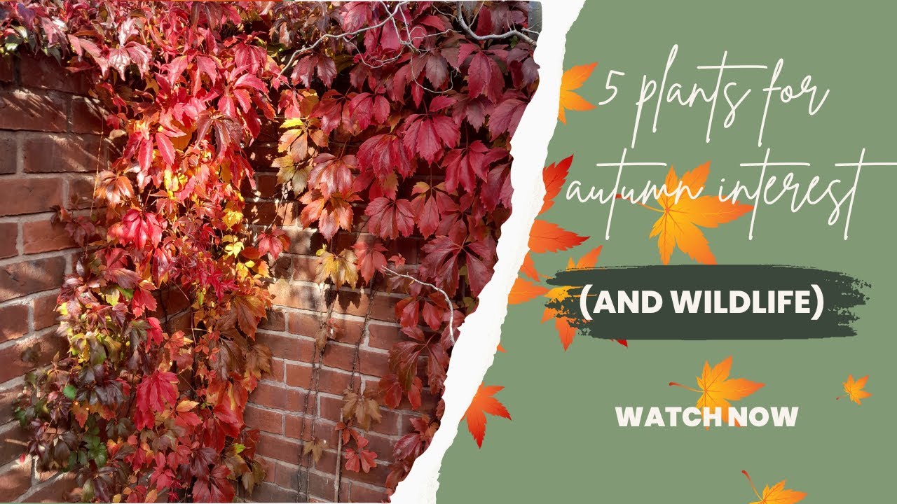 Five plants for autumn interest (and wildlife)