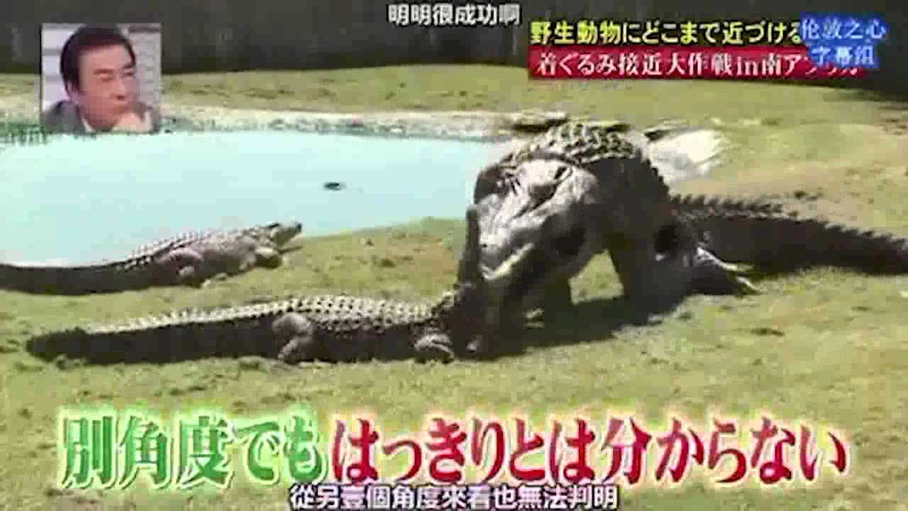 ▼ 파일캠프 ▼ 일본예능 악어변장