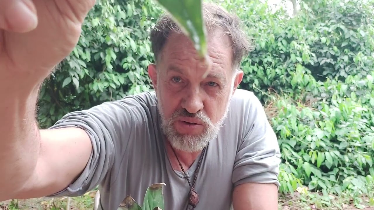Rainha ou Chacrona como fazer uma muda Incr&iacute;vel. Ayahuaska &eacute; Daime