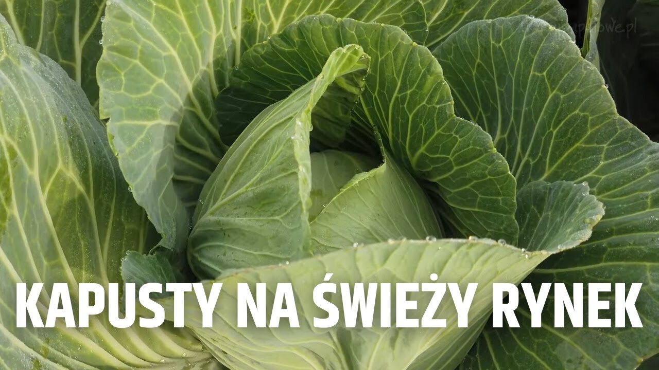 Odmiany kapusty przeznaczone na świeży rynek