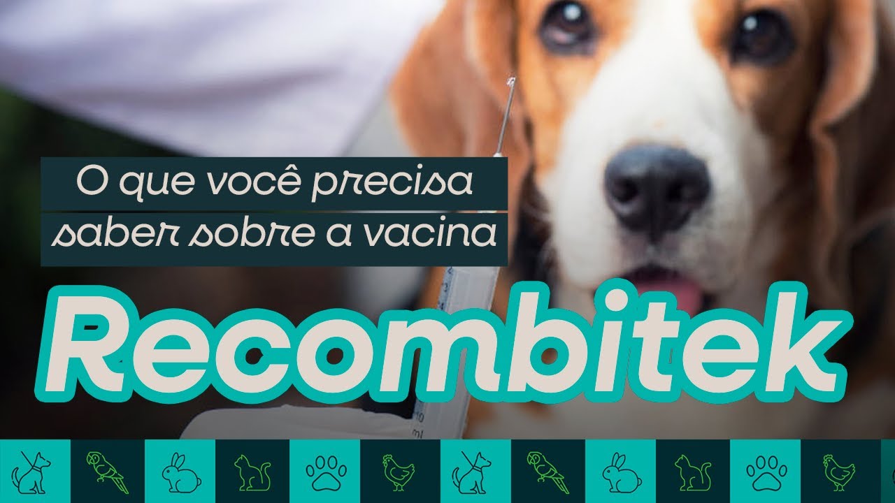 Por que a Recombitek é uma das vacinas mais seguras e eficazes para cães