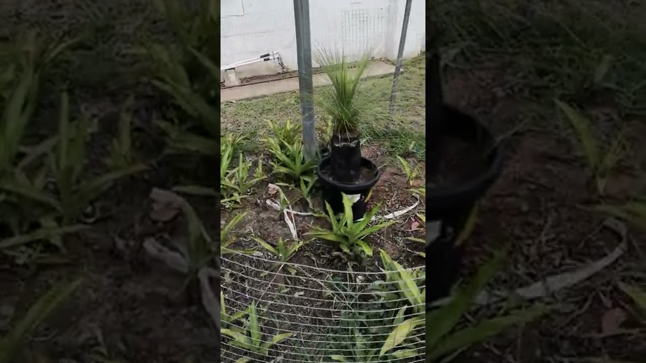A Grass Tree for "Thing"..Lets hope it continues to Thrive. 