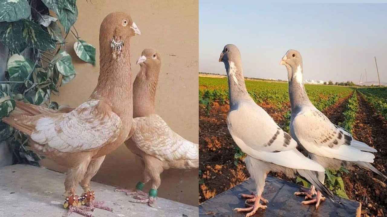 120 طير حمام شاميات شغل تركيا وادلب سوريا  حمامات عمالقة الله يبارك