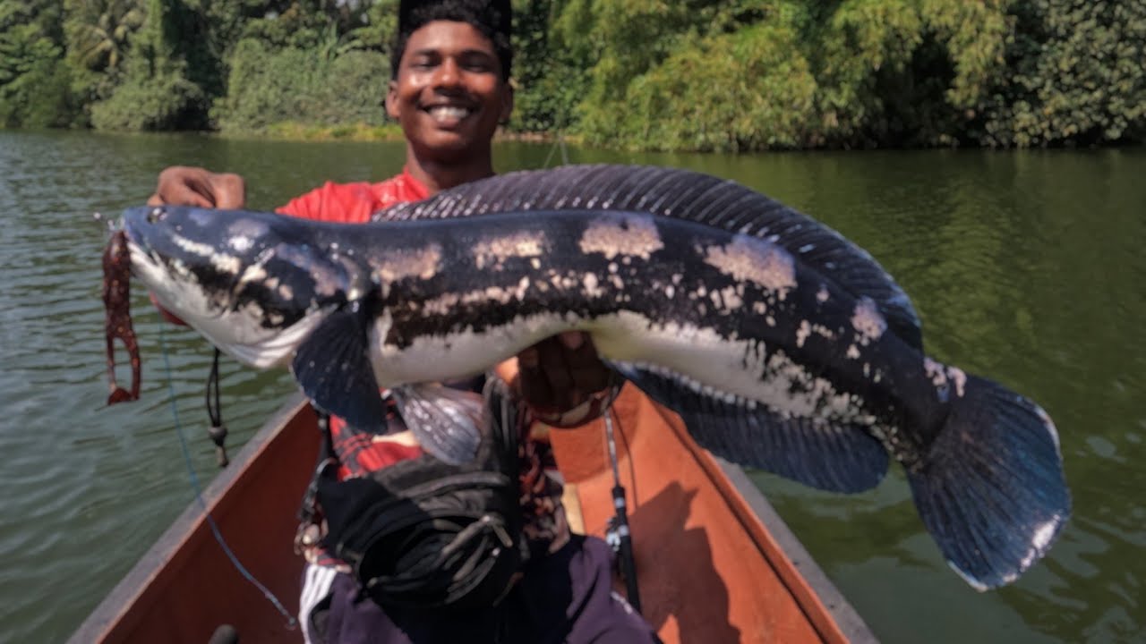 4kg നീല വാഹയെ  കണ്ടോ? 😮 vaha fishing Kerala |  fishing video malayalam rod and reel 