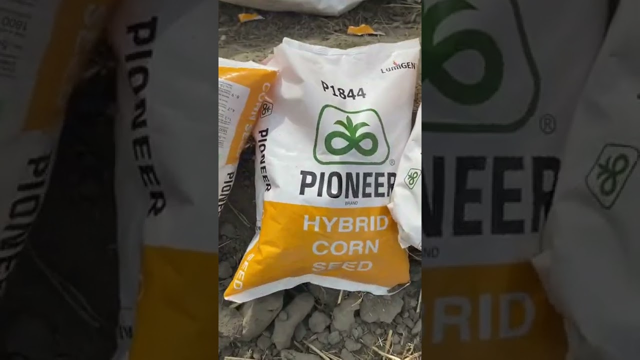 Seed for corn silage (pioneer 1844)jashandairyfarm #hf #dairyfarming #smallfarm #agriculture #cow