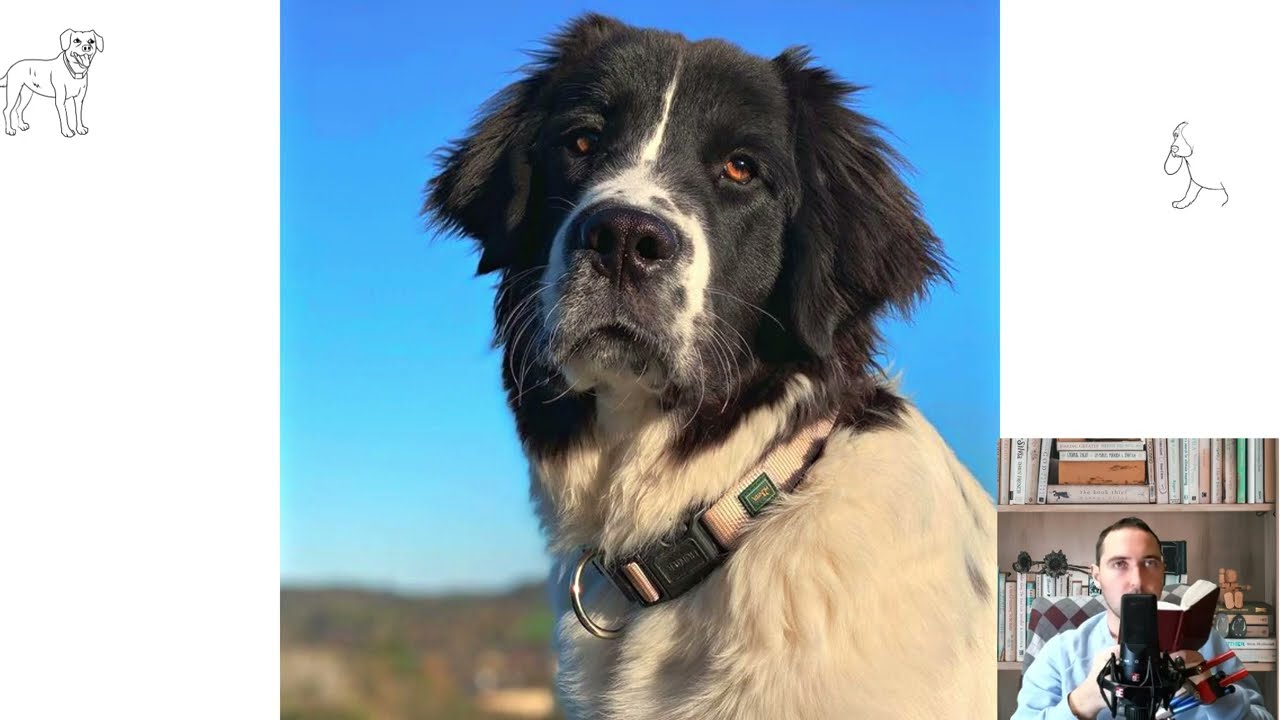 Landseer dog. Pros and Cons, Price, How to choose, Facts, Care, History