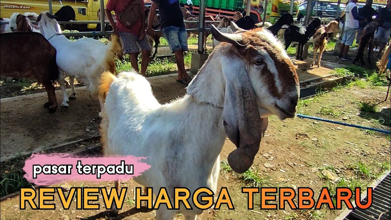 REVIEW HARGA KAMBING TERBARU DI PASAR TERPADU TULUNGAGUNG !!!