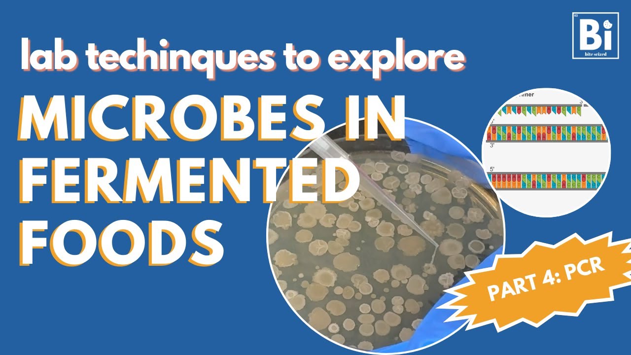Lab Techniques to Explore Microbes in Fermented Products: Part 4 [PCR and Sequencing]