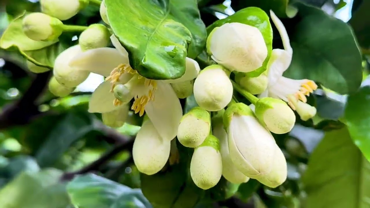 Xuân Miền Nam ( st : Van Phụng / tb: DueNgocTruong ) 