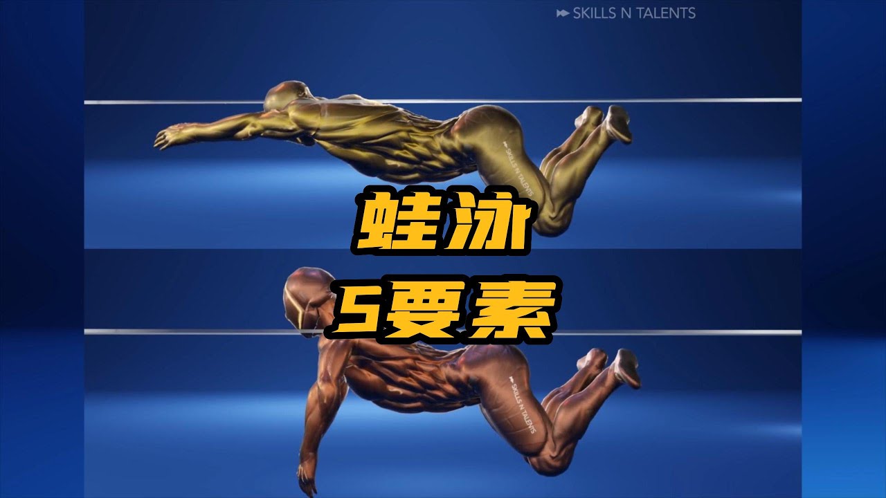 游好蛙泳的关健5要素