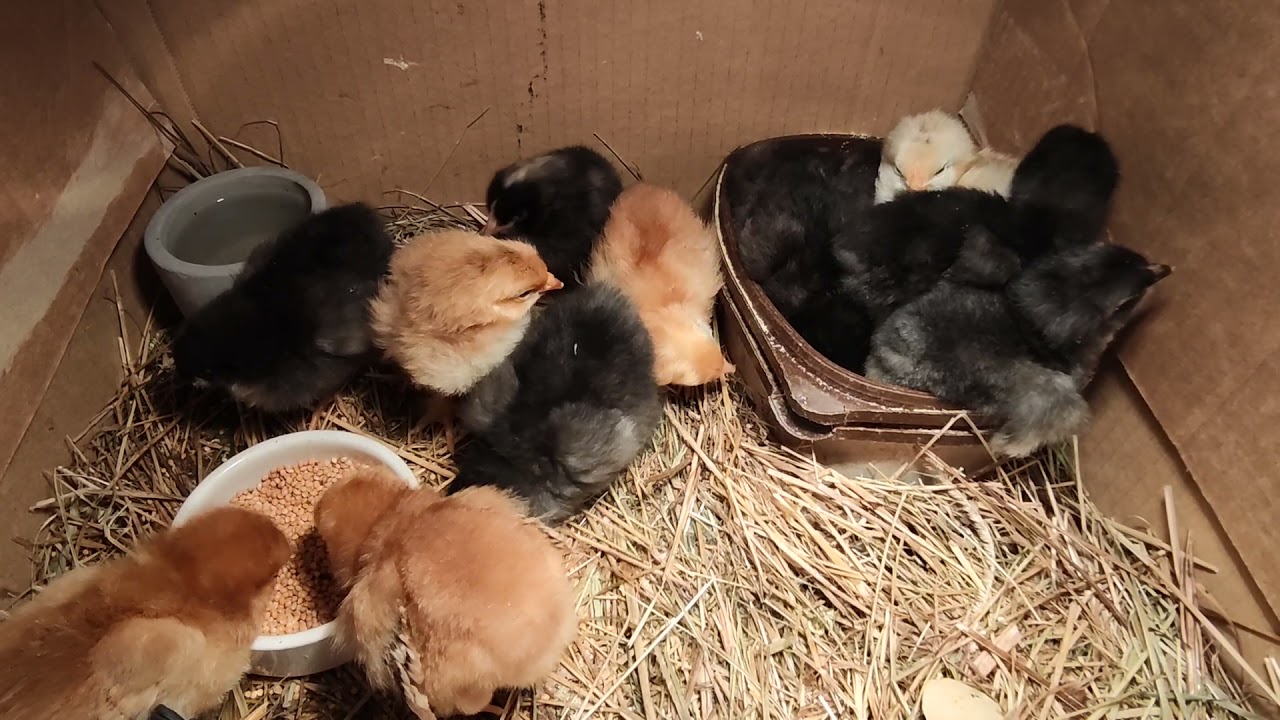 Czwarta doba kurcząt 🐣 jak karmić i pielęgnować kilkudniowe kurczęta?
