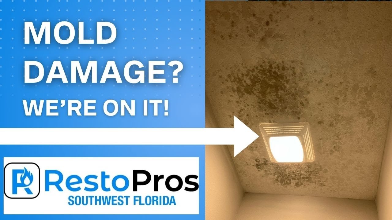 Mold Removal Services | RestoPros Southwest Florida