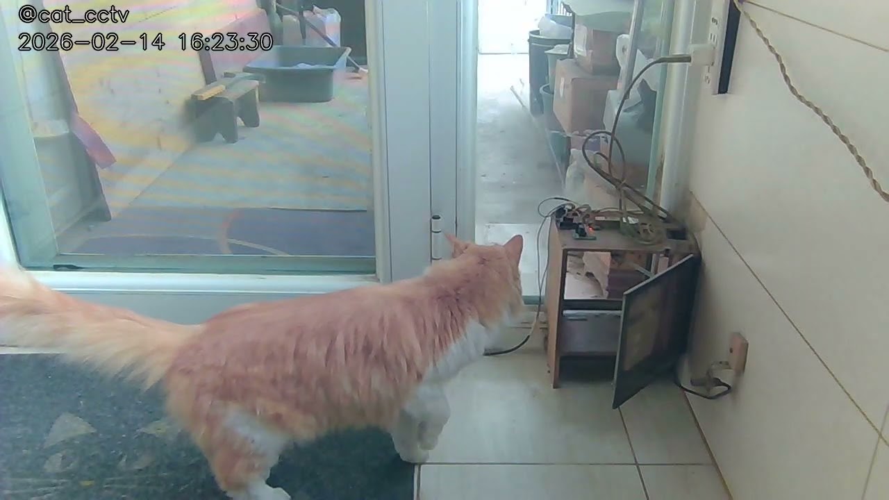 🐱[2026-02-14]Cat Log🐱猫咪日记