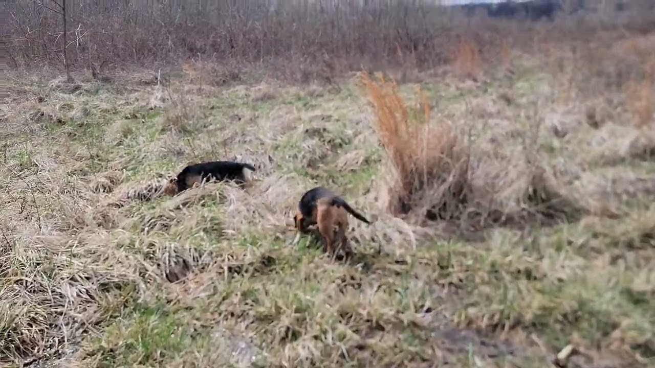 Whipper and Jet running in the wild