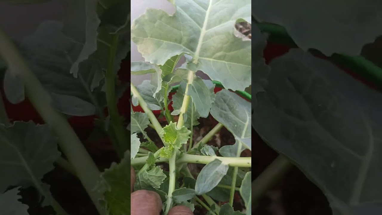 Coco   மாடித்தோட்டம்