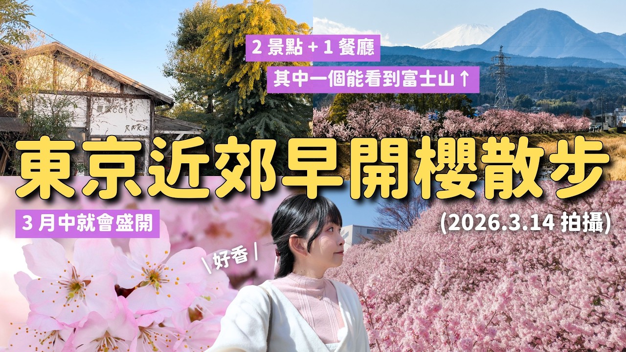 2026最新🌸現正盛開的早開櫻一日遊 看得到富士山!! 東京出發70分｜有金合歡的餐廳｜大雄山線｜神奈川縣南足柄市 春めき桜/足柄櫻｜春木徑 幸福小道＆一之堰 HARANE｜日本賞櫻 4K VLOG