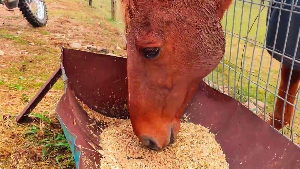 R&R Farming life in Autumn (Feeding horse 🐎)#farming #travel #shorts #youtubeshorts #fypシ #love 