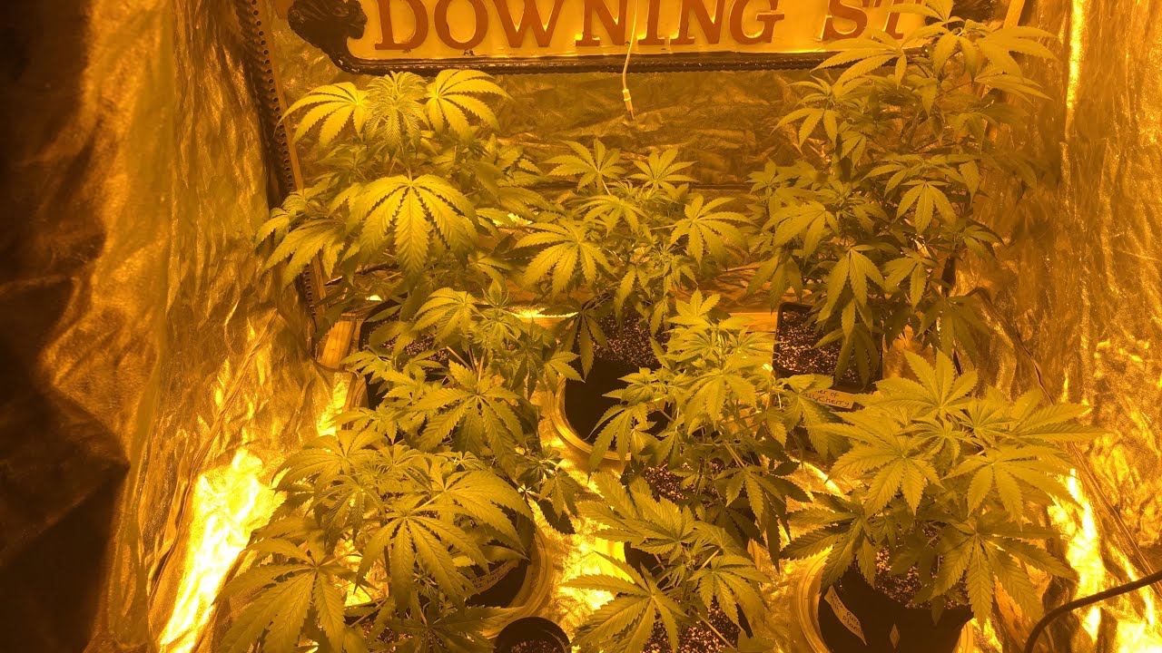 Day 42 update on lemon purple hash plant, sir prize and #92 hash plant 🌱