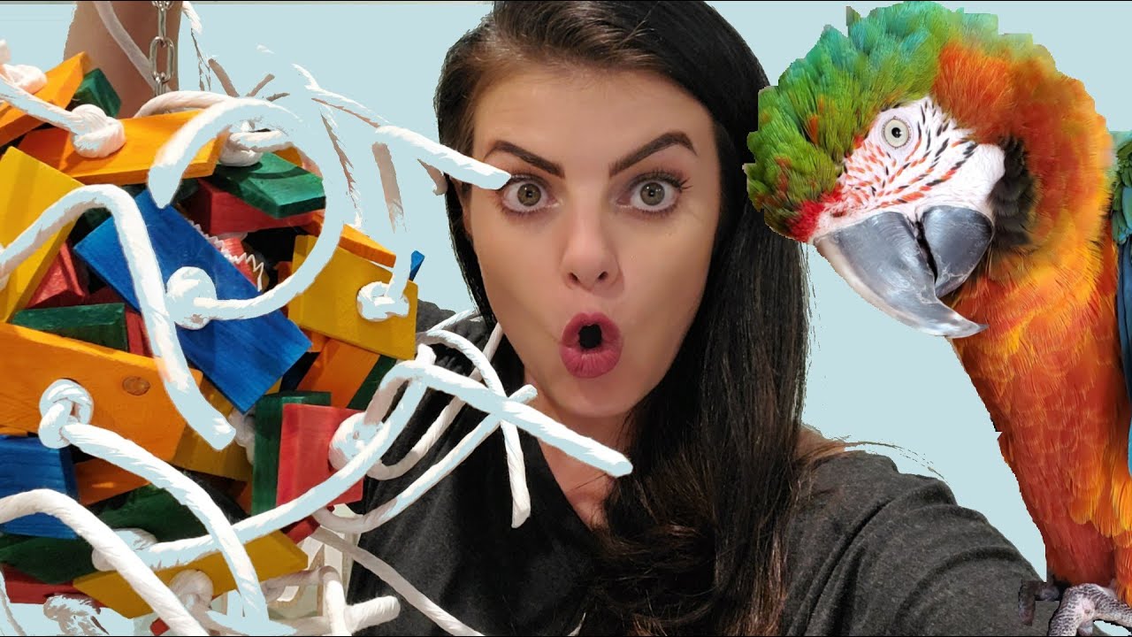 My Parrots First Reaction To This HUGE, FIVE POUND Bird Toy! | Marlene Mc'Cohen