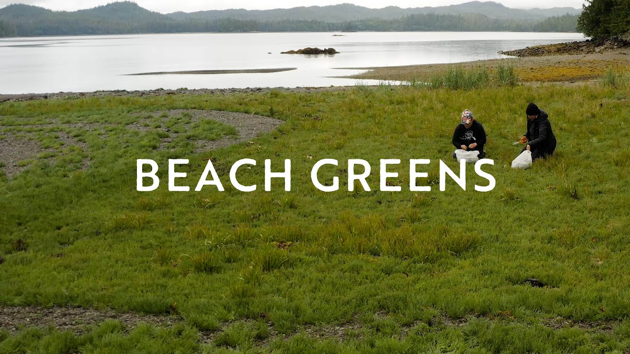 Pressure Cooking Sea Asparagus | Tlingit & Haida Harvest“Beach Greens” S1 E6