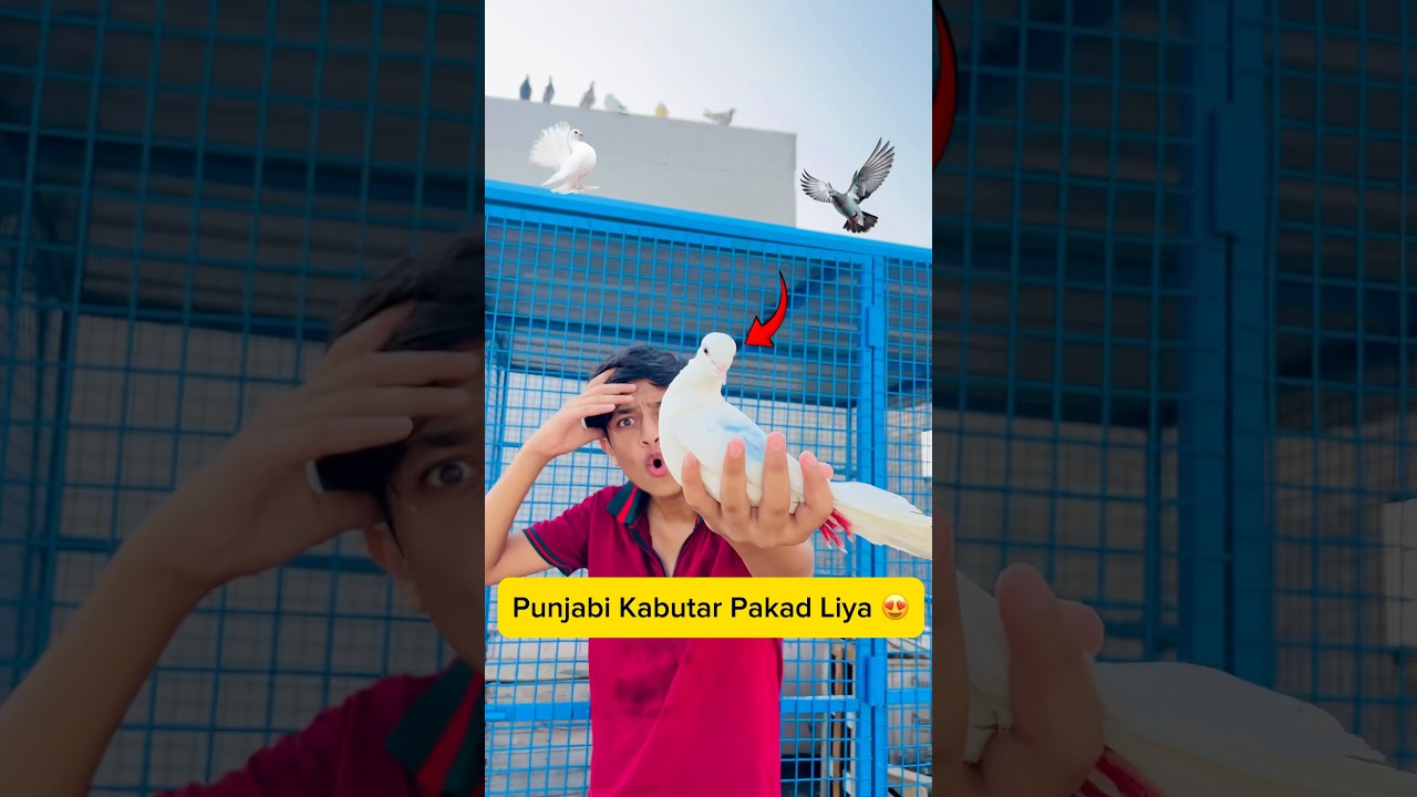 punjabi kabutar pakad liya 😍 #minivlog #vlogs