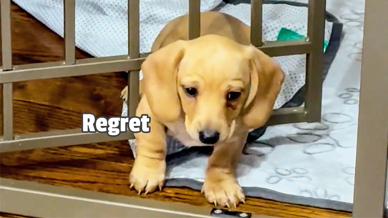 HILARIOUS Pet Escapes 🤣 | 20 Minutes of Funny Animals