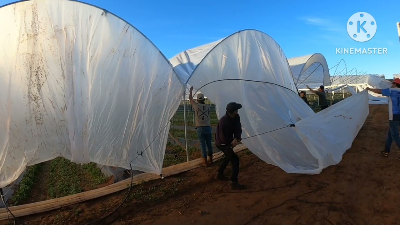 Subiendo Túneles para las plantas de Arándanos  en S.Q. B.C. México