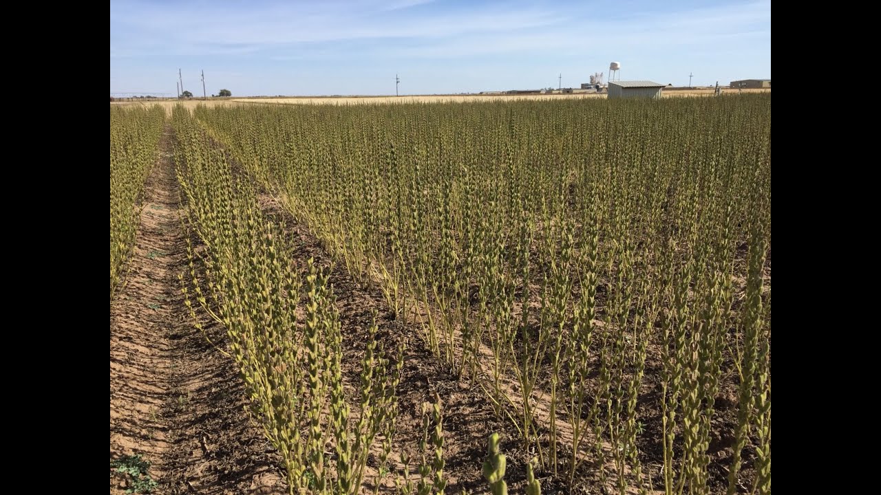 Farming Sesame - beerashada sisinta