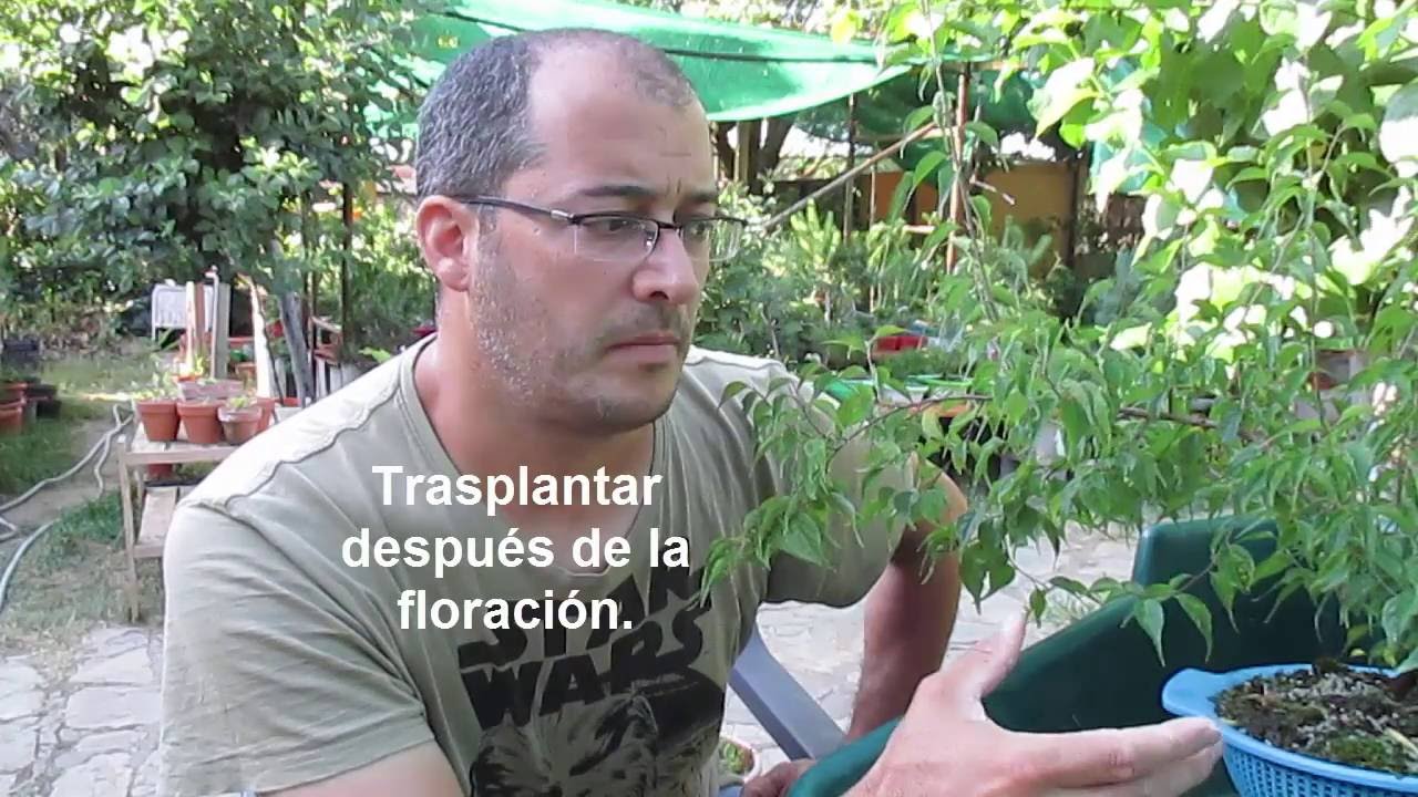 PRUNUS MUME O UME (ALBARICOQUERO JAPONÉS) (1ª parte)