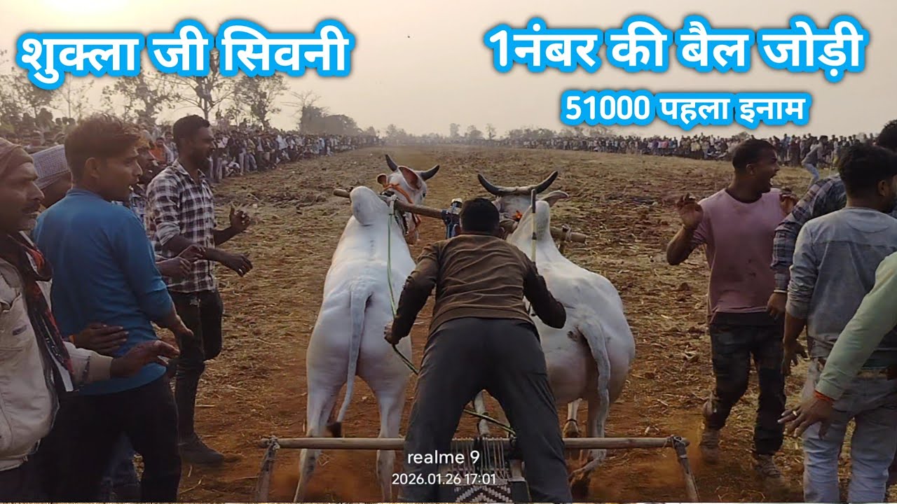 शुक्ला जी सिवनी 1नंबर की बैल जोड़ी शिवपुरी पट 51000 पहला इनाम जीतने वाली बैल जोड़ी स्टार्टिंग पॉइंट 