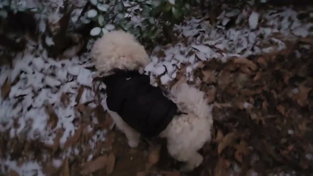 두유산책  walk my  dog  in a snowy day 2026년1월12일