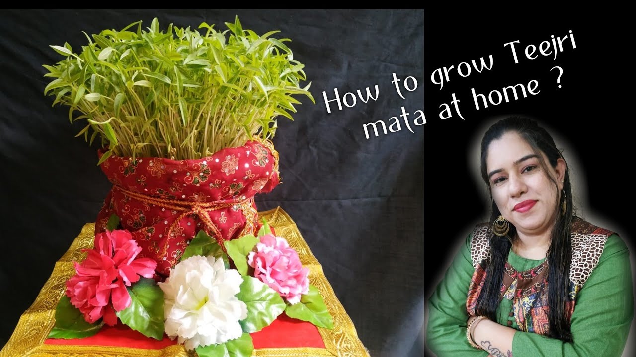 How to grow Teejri mata at home ?/ Teejri /teej/ Sindhi teejri/ sindhi festival