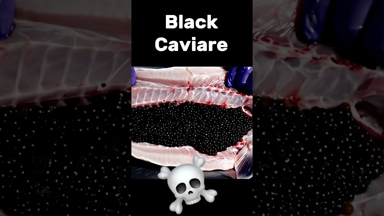Caviare Sturgeon. Fish from $50 to $5000. Like and Subscribe #fish #sturgeon #ai #shorts