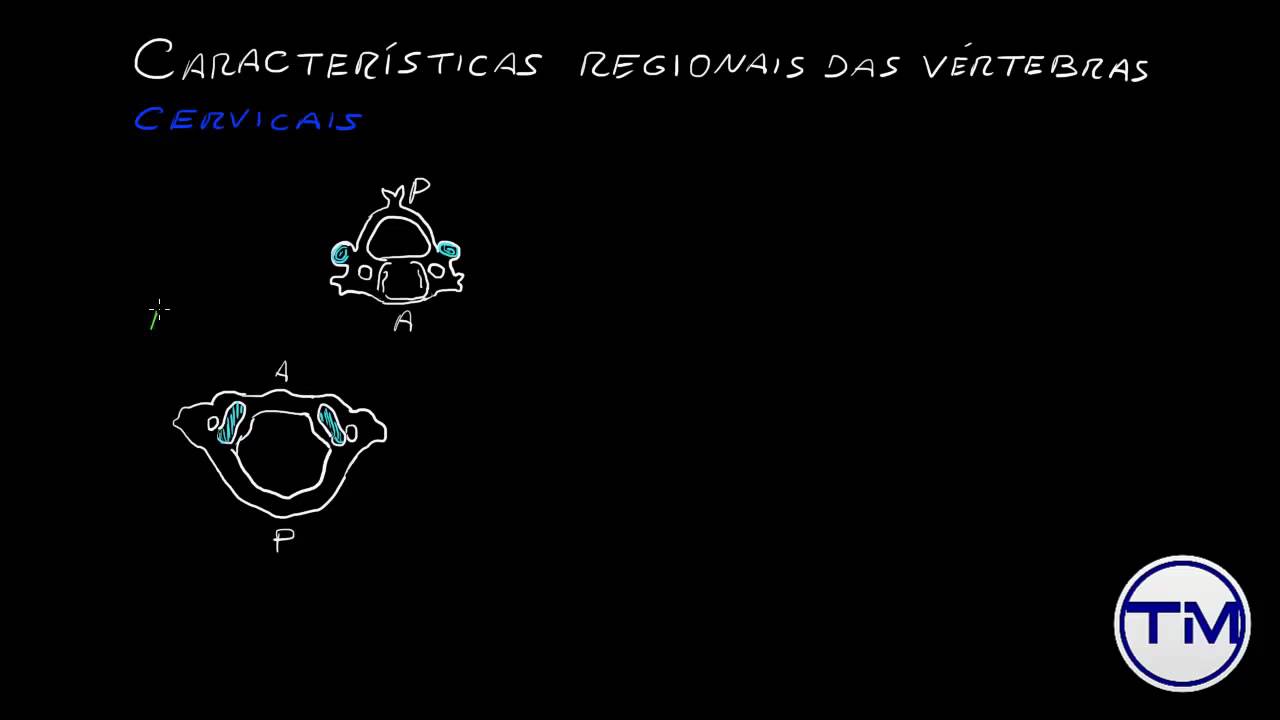 Anatomia   Coluna Vertebral 1   Estrutura Óssea