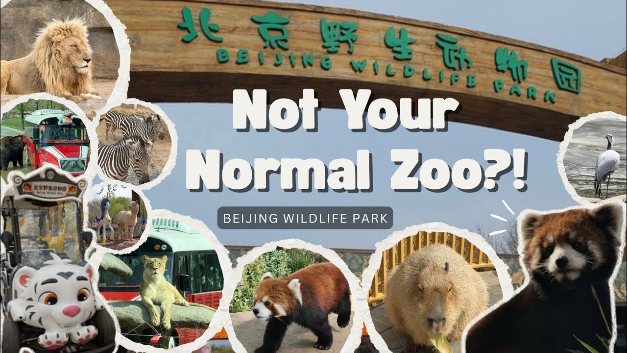 Spend the day with us at Beijing Wildlife Park 🦁  | The CT Sisters