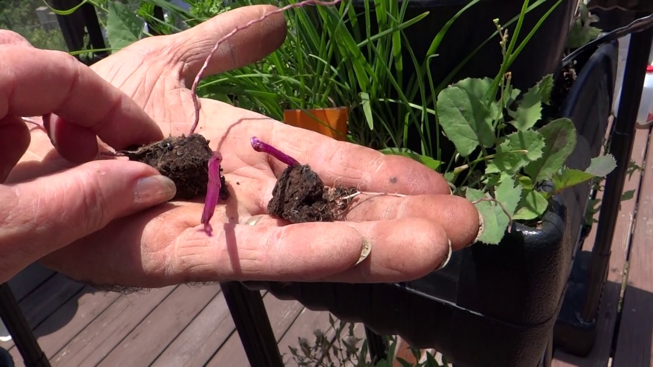 How to Grow Yams GROWNING PURPLE YAMS Ube/Ubi Dioscorea Alata from pieces of SKIN