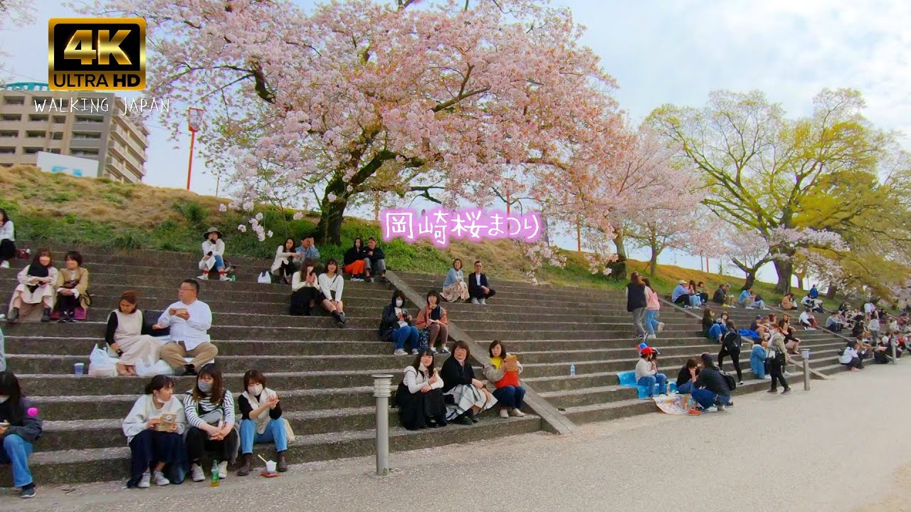 岡崎桜まつり2023 walking Okazaki Cherry Blossoms Festival in Japan