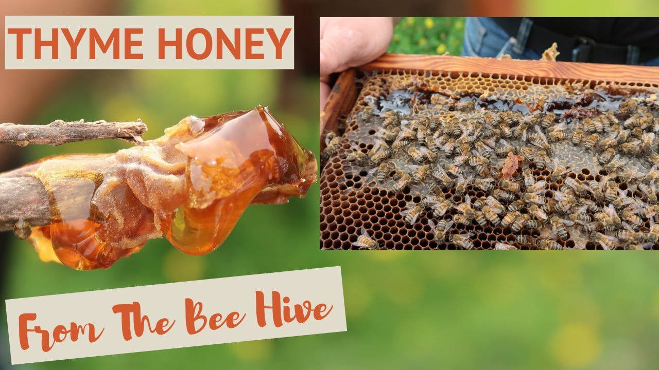 Amazing Thyme Honey From Crete: Tasting Pure Honey Directly From The Bee-Hive