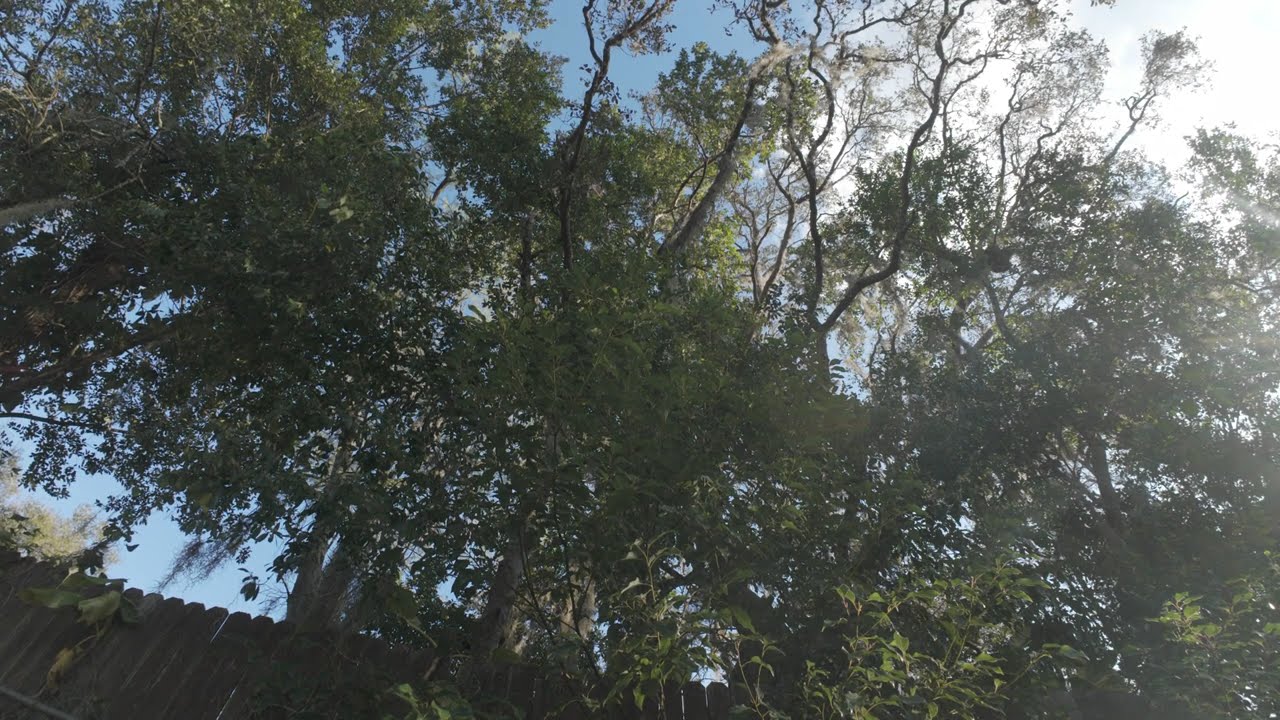 Still World ASMR | Late Afternoon Light Through Trees 🌿 55 Minutes of Outdoor Ambience