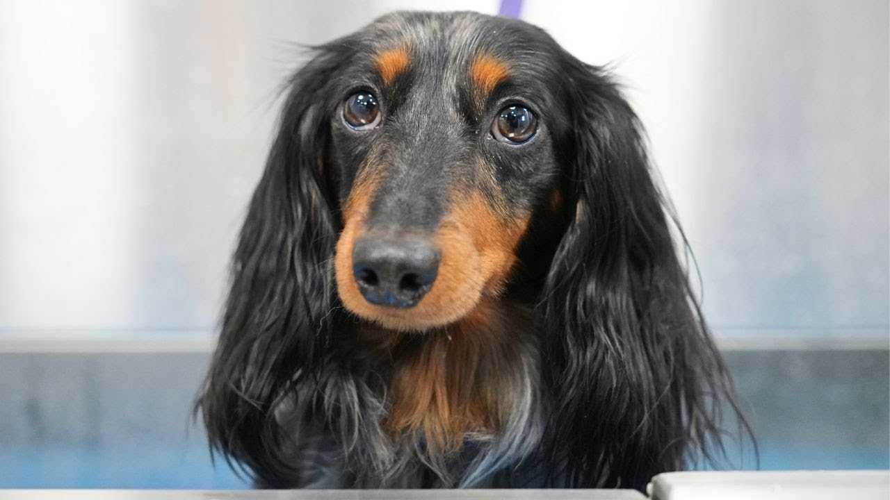 The Wild Wiener: A National Groomographic Special